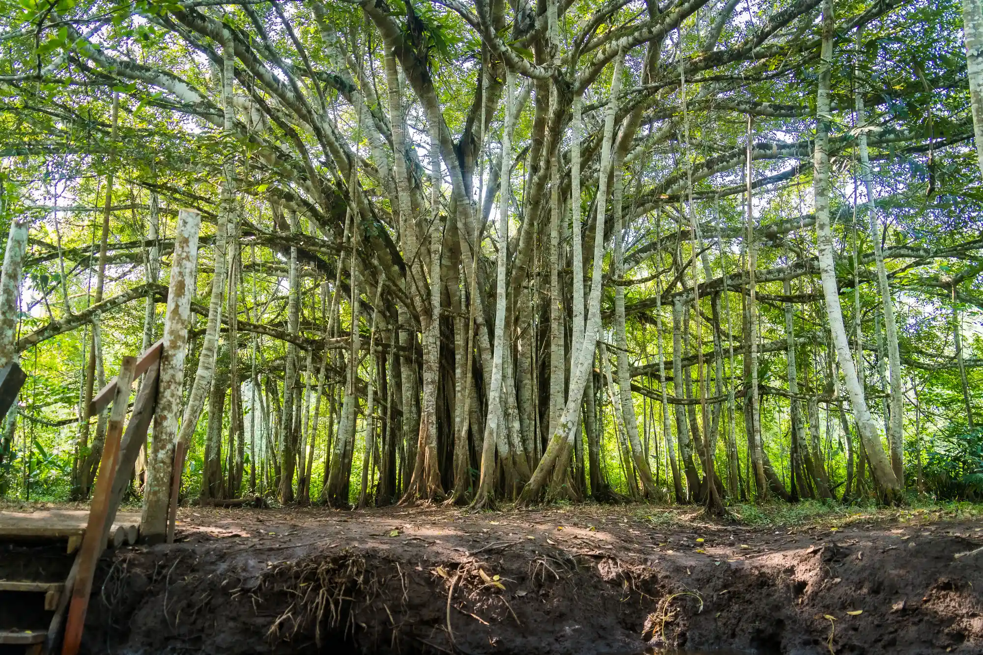 Reserva Ecológica Santa Elena