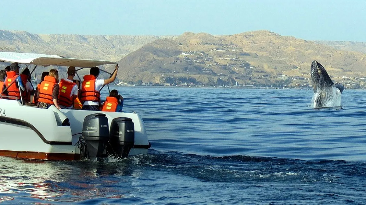 Avistamiento de Ballenas