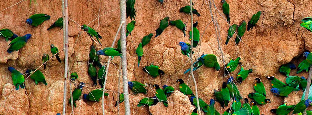 Pesca de Piraña y Avistamiento de Aves