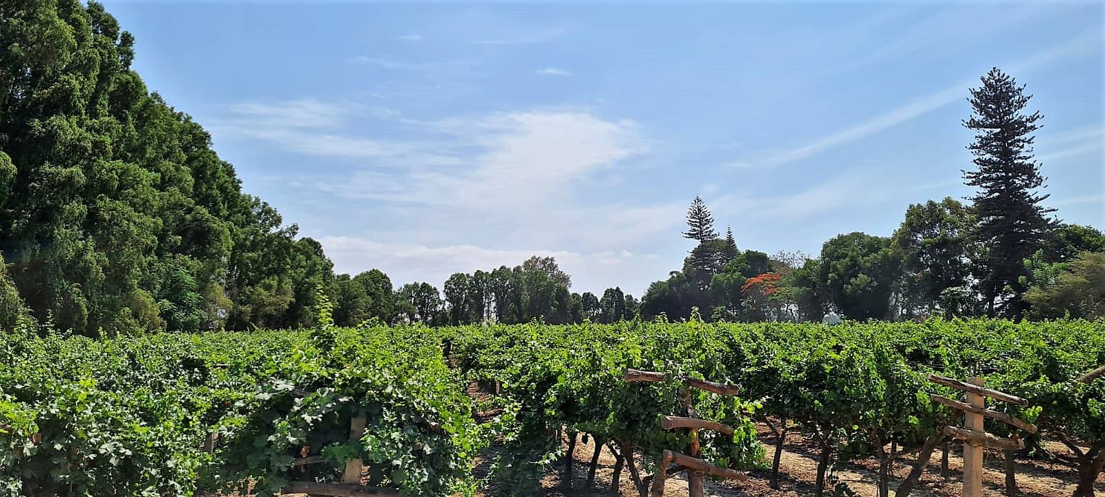 Regreso Temprano a Lima: Full Day a Ballestas, Huacachina y Viñedos