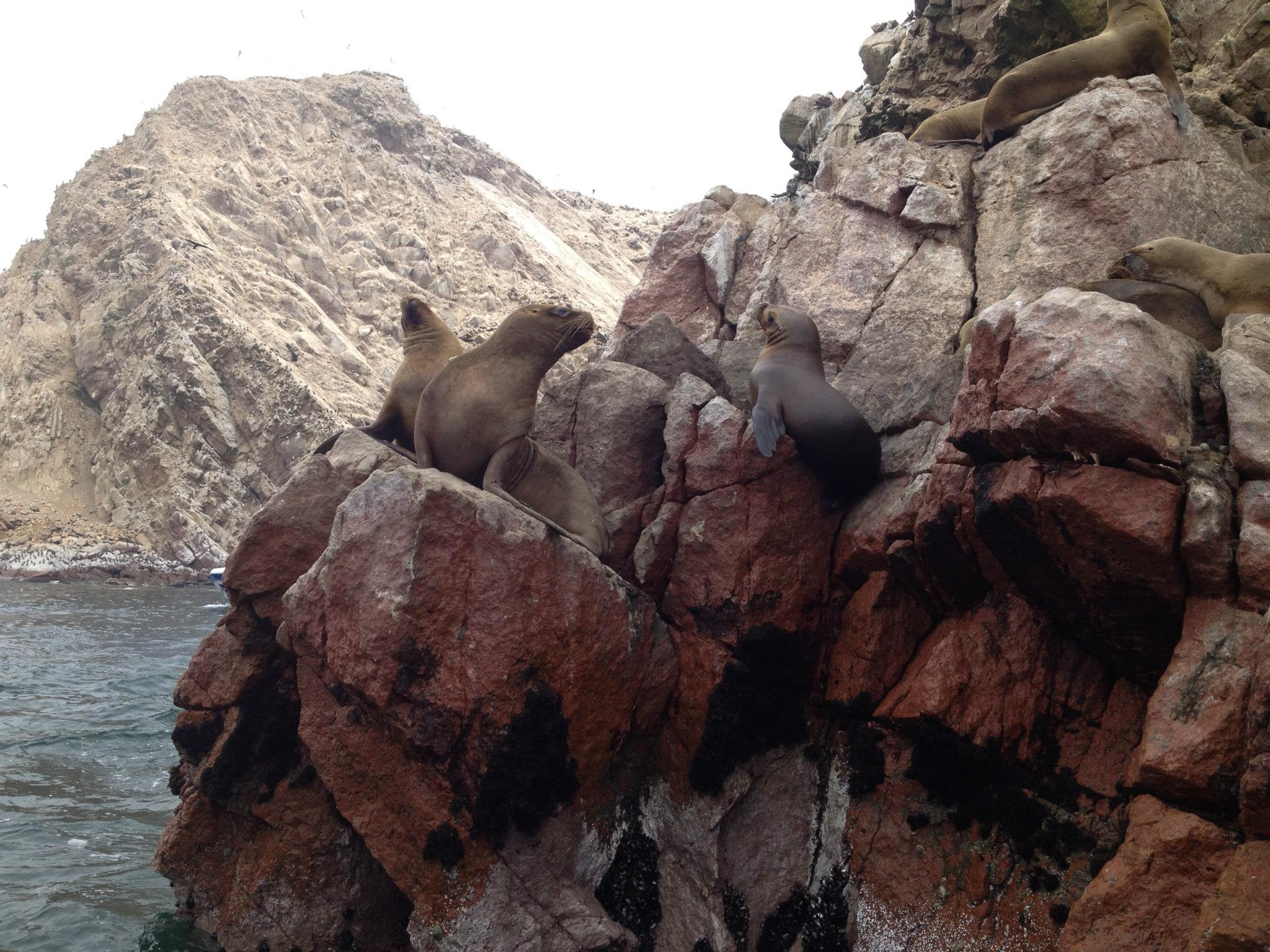 From Lima: Paracas and Huacachina Oasis