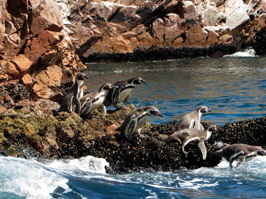 From Lima: Ballestas Islands & Nazca Lines Overflight